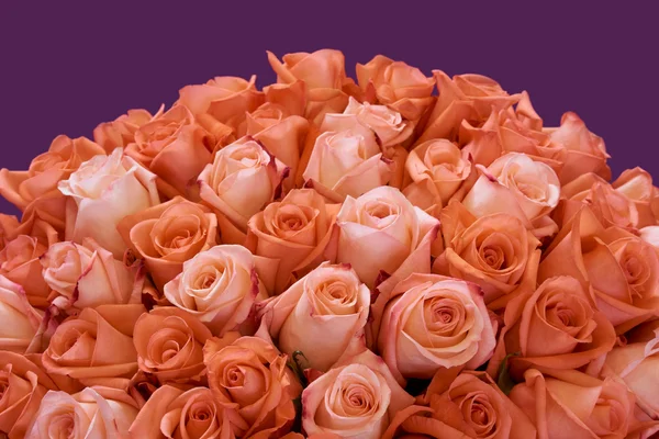 Bunch of roses — Stock Photo, Image