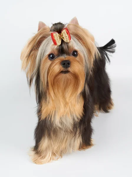 Dog with red bow — Stock Photo, Image