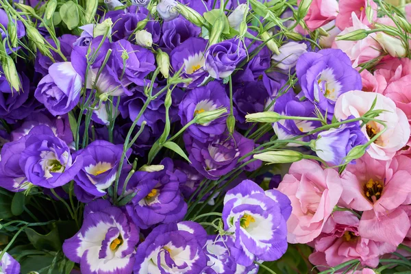 Fiolet i kwiaty — Zdjęcie stockowe