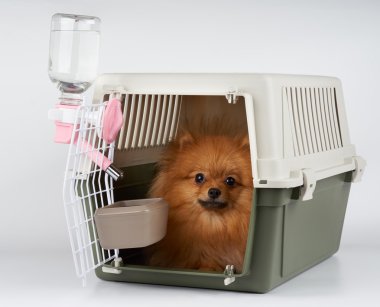 Köpek ile evde beslenen hayvan nakliyeci