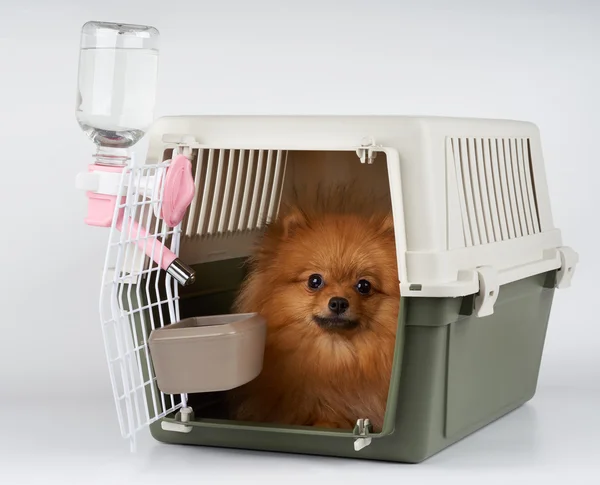 Köpek ile evde beslenen hayvan nakliyeci