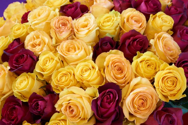 Gele en wijn rode rozen — Stockfoto