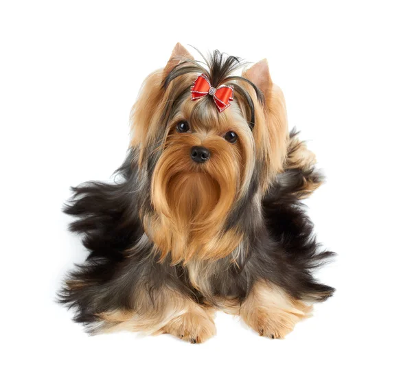 Собака с красным луком — стоковое фото