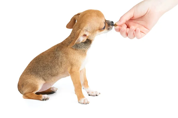 Dar un pedazo de comida para mascotas a un cachorro — Foto de Stock