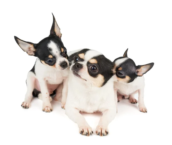 Dos cachorros y su madre — Foto de Stock