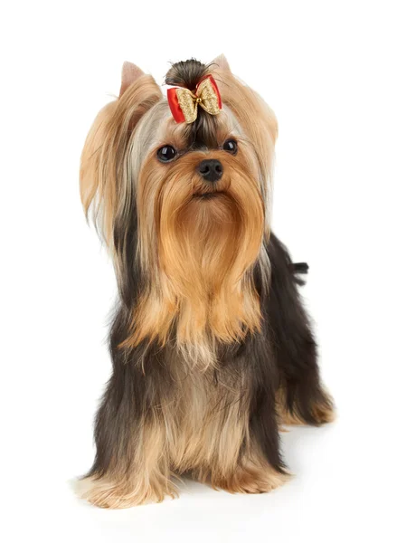 Dog with bow — Stock Photo, Image