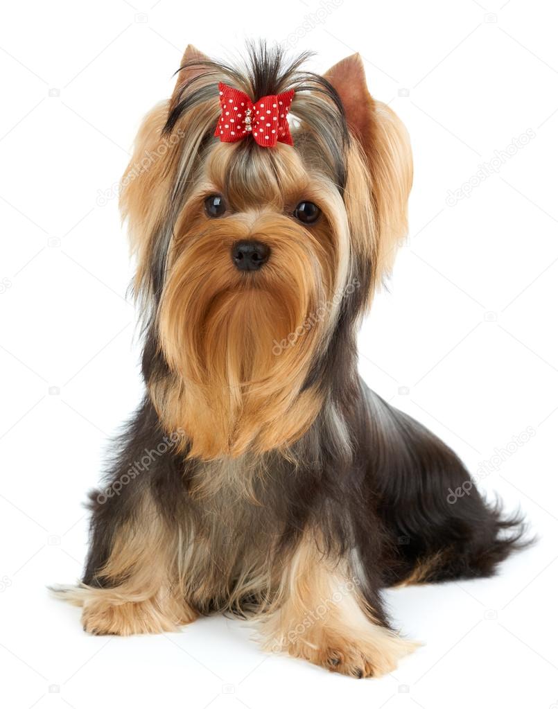 Dog with bow