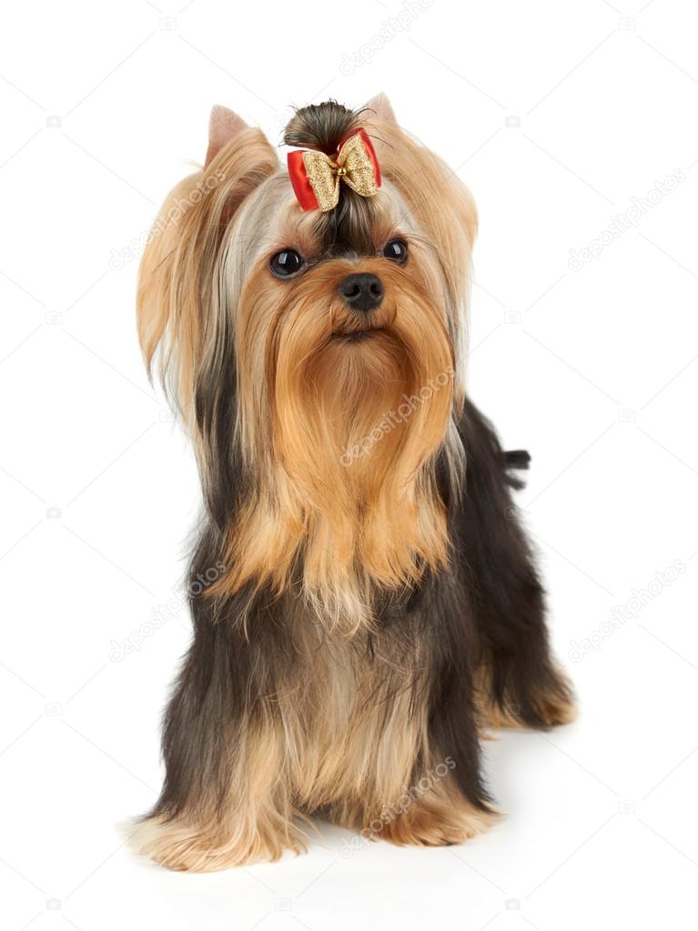 Dog with bow
