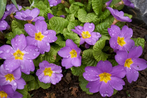 Fialové Květy Primula Rostou Jarní Zahradě — Stock fotografie