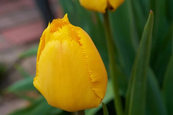 Knop Van Een Gele Tulp Die Groeit Lente — Stockfoto
