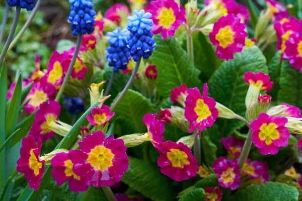 Rosa Laranja Primula Azul Muskari Flores Crescem Jardim Primavera — Fotografia de Stock