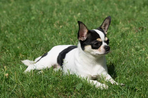 Chihuahua yace en la hierba — Foto de Stock