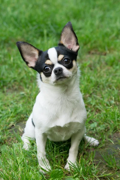 Chihuahua bonito senta-se na grama — Fotografia de Stock