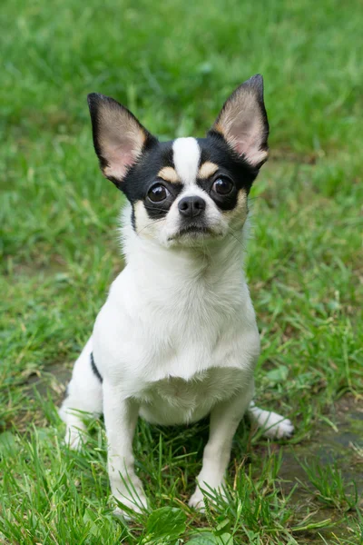 Chihuahua ül a fűben — Stock Fotó