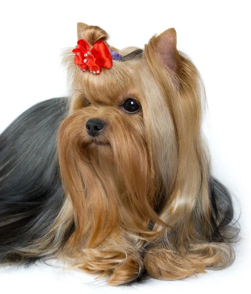 Kuyusu-damat yorkshire terrier portresi — Stok fotoğraf