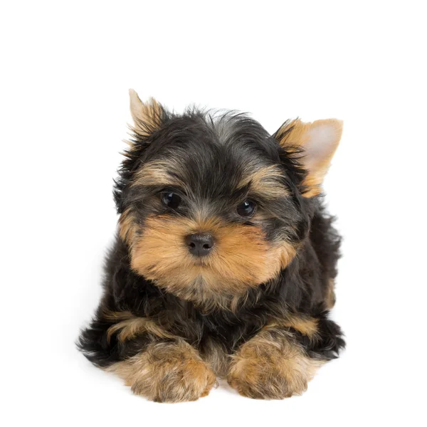 Bir sevimli köpek yavrusu — Stok fotoğraf