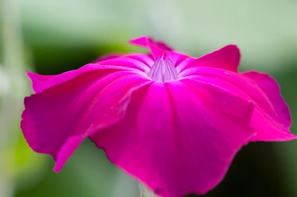 Lychnis coronaria květ — Stock fotografie