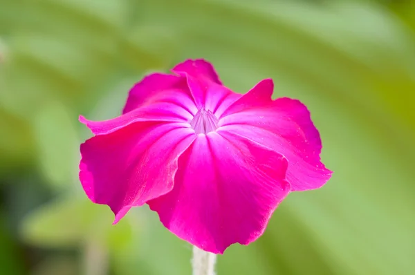 Lychnis coronaria rosa —  Fotos de Stock