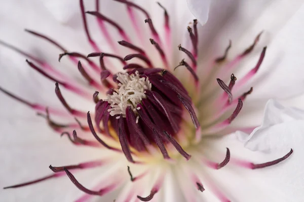 Närbild av clematis — Stockfoto