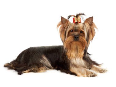 beyaz köpek