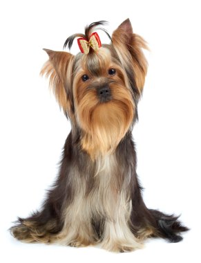 Köpek eğik kafa ile