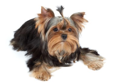 Beyaz üzerinde sevimli köpek yavrusu