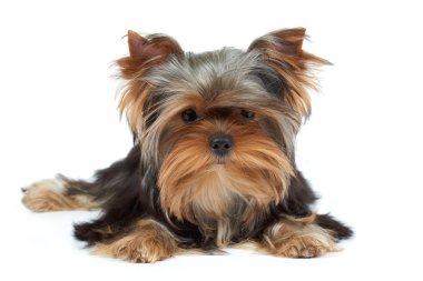 Güzel burun ile köpek yavrusu
