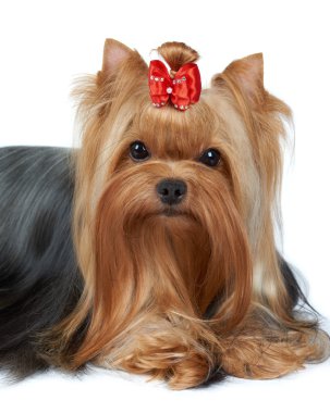 güzel köpek portresi