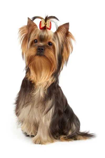 Cane con una zampa in su — Foto Stock