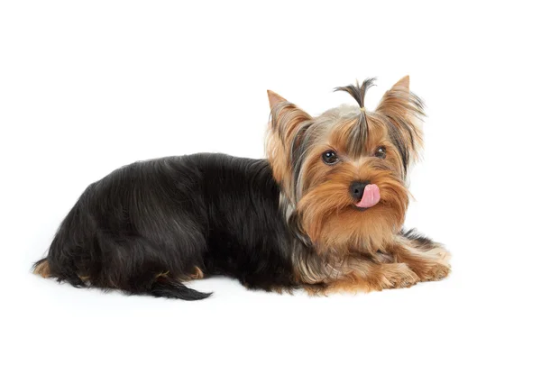 Lambendo Yorkshire Terrier — Fotografia de Stock