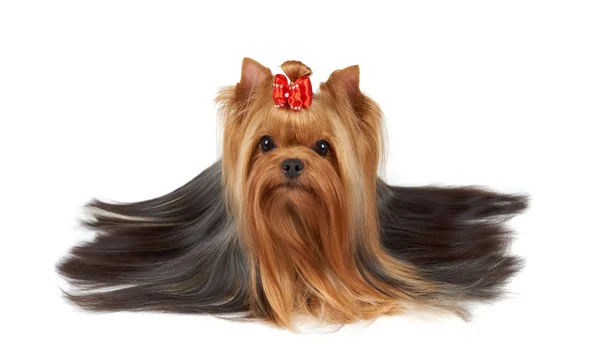 Yorkshire Terrier com cabelo longo bonito — Fotografia de Stock