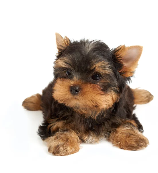Adorable small dog — Stock Photo, Image