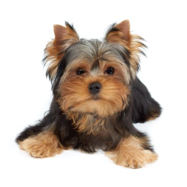 Beyaz bir köpek yavrusu