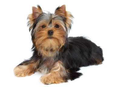 beyaz üzerine şirin köpek yavrusu