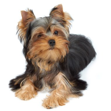 Çok güzel ve sevimli köpek yavrusu