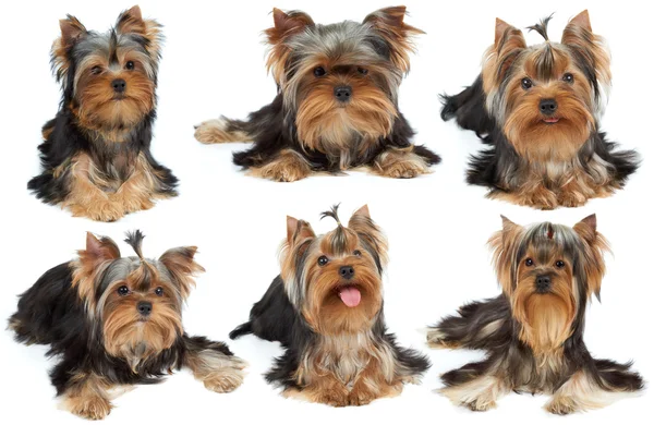 Collection of cute dogs — Stock Photo, Image