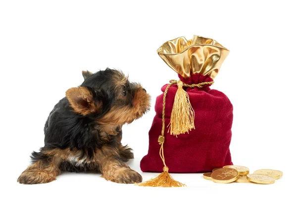 Puppy and sack — Stock Photo, Image