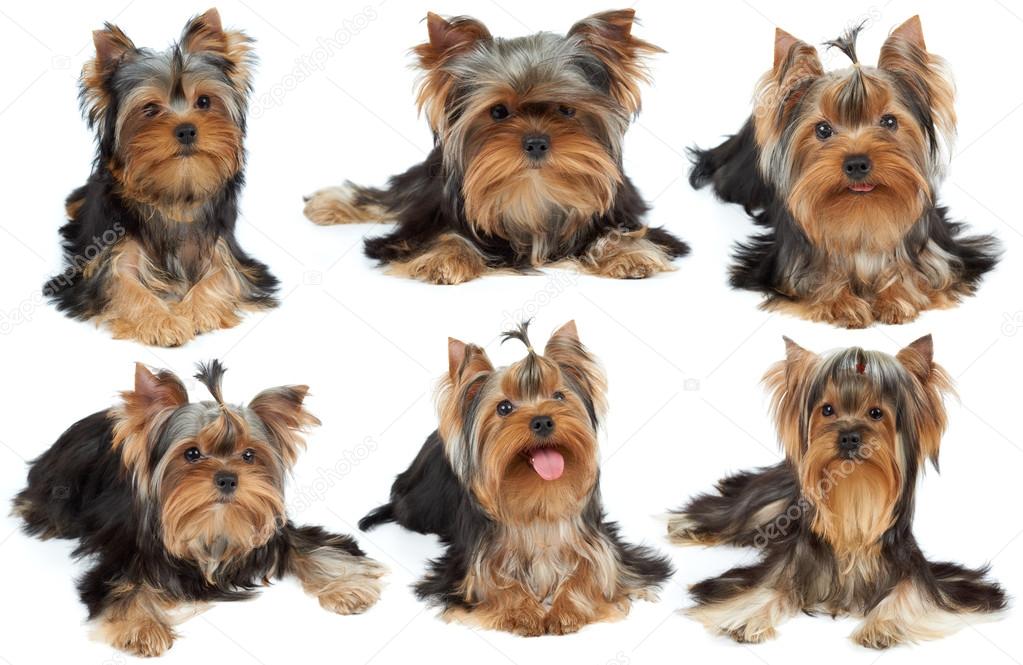 Collection of cute dogs