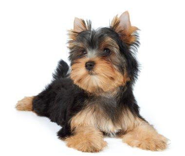 Güzel küçük köpek yavrusu