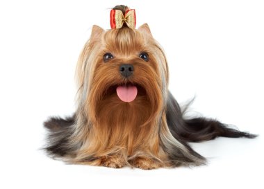 yay ile köpek