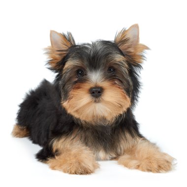 Beyaz köpek yavrusu