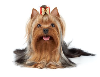 Güzel köpek yay ile