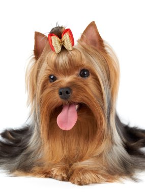 Pet portre