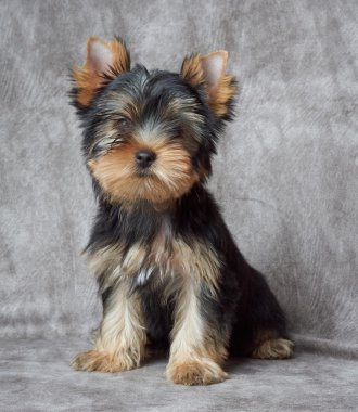 Tekstil zemin üzerinde evde beslenen hayvan