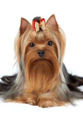 Köpek gösteri sınıf