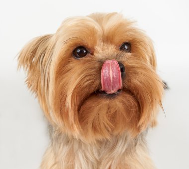 Köpek burnu yalıyor