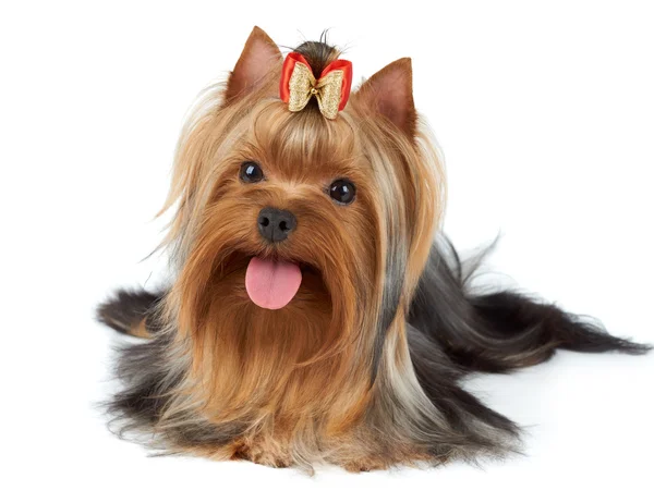 Yorkie stak tong — Stockfoto