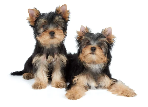 Two cute yorkie puppies — Stock Photo, Image