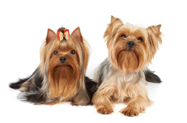 Zwei Yorkshire Terrier — Stockfoto