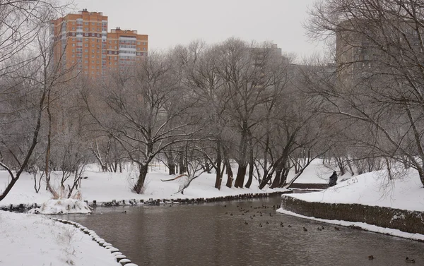 Anatre sul fiume — Foto Stock